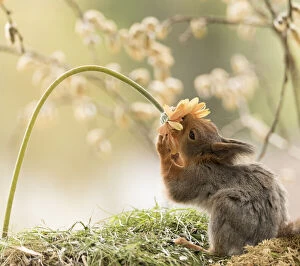 Images Dated 18th May 2021: Red Squirrel smells an orange Gerbera flower