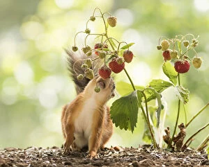 Images Dated 9th July 2021: Red Squirrel smells a strawberry
