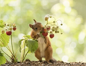 Images Dated 9th July 2021: Red Squirrel smells a strawberry