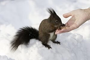 Vulgaris Gallery: Red Squirrel - in snow being hand fed