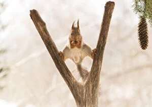 Birch Gallery: Red Squirrel in a split between birch tree branches     Date: 30-04-2021