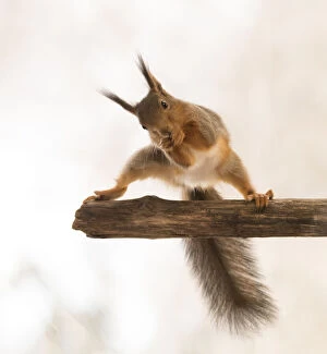 Birch Gallery: Red Squirrel in a split on tree branch     Date: 30-04-2021