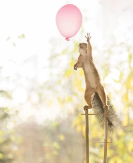 Images Dated 5th October 2021: Red Squirrel on stairs reaching a balloon Date: 04-10-2021
