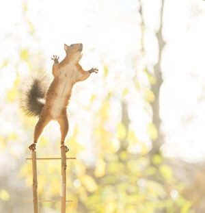 Images Dated 5th October 2021: Red Squirrel on stairs reaching Date: 04-10-2021