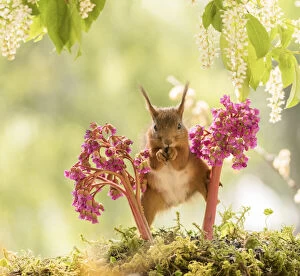 New Images March 2022 Collection: red squirrel stand between Bergenia flowers