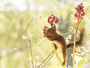 Images Dated 27th May 2021: red squirrel stand between Bergenia flowers Date: 26-05-2021