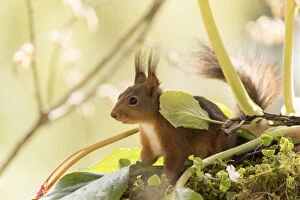 Images Dated 27th May 2021: red squirrel stand under a Bergenia leaf Date: 26-05-2021
