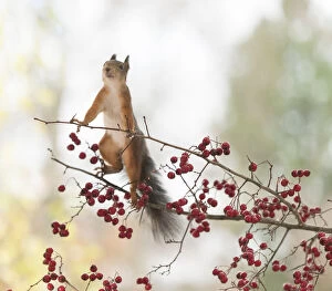 Images Dated 10th October 2021: Red Squirrel stand on a branch with re berries Date: 10-10-2021