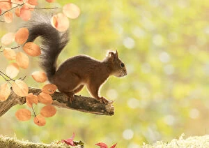 Titmouse Gallery: Red Squirrel stand on a branch Date: 25-09-2021