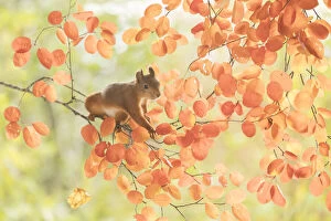 Images Dated 27th September 2021: Red Squirrel stand on a branch between leaves