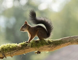 Images Dated 14th August 2021: Red Squirrel stand on branch with moss