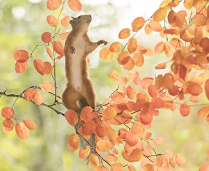Images Dated 27th September 2021: Red Squirrel stand on a branch reaching up
