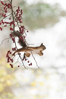 Images Dated 10th October 2021: Red Squirrel stand on a branch with red berries Date: 10-10-2021