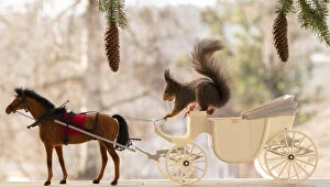 Carriage Collection: Red Squirrel stand on a carriage with horse