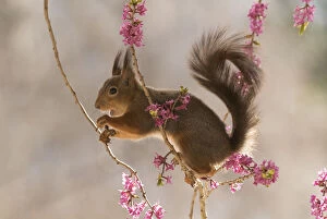 Images Dated 24th April 2021: Red Squirrel stand between daphne flower branches Date: 23-04-2021