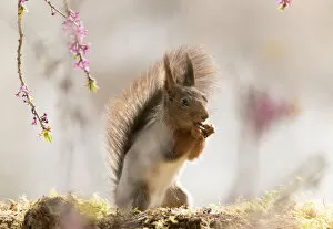 Images Dated 1st May 2021: Red Squirrel stand under Daphne mezereum flower branches Date: 29-04-2021
