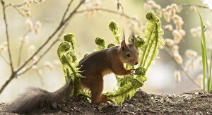 Images Dated 22nd May 2021: Red Squirrel stand between fern leaves