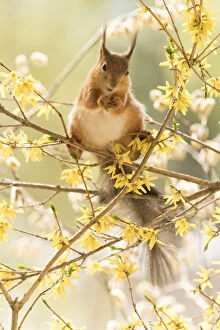 Branch Plant Part Gallery: red squirrel stand on flower Forsythia branches Date: 21-05-2021
