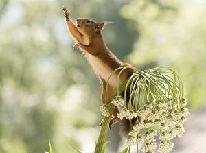 Images Dated 9th July 2021: Red Squirrel stand on giant hogweed flower Date: 08-07-2021