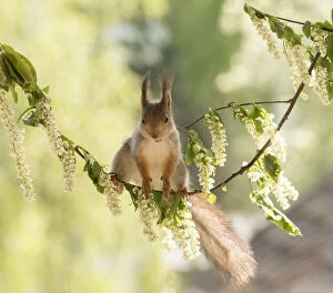 Sciuridae Collection: Red Squirrel stand on a hagberry branch