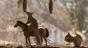 Riding Gallery: Red Squirrel stand on a horse  smelling a pinecone     Date: 16-04-2021