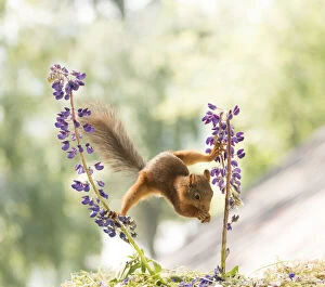 New Images March 2022 Collection: Red Squirrel stand between lupine flowers