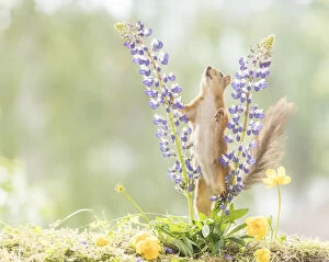 Images Dated 25th June 2021: Red Squirrel stand between lupine flowers Date: 25-06-2021