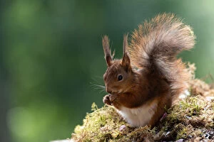 Claw Gallery: red squirrel stand on moss     Date: 19-06-2018