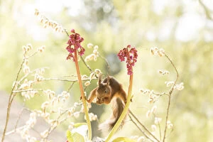 Images Dated 27th May 2021: red squirrel stand in a split between Bergenia flowers Date: 26-05-2021