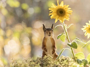 Images Dated 7th October 2021: red squirrel stand beside a sunflower Date: 07-10-2021