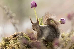 Eurasian Red Squirrel Gallery: Red Squirrel stand with tulips Date: 28-04-2021