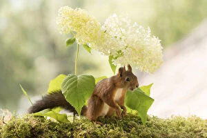 Red Squirrel stand in front of white hortensia Date: 27-07-2021