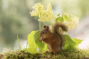 Images Dated 28th July 2021: Red Squirrel stand in front of white hortensia Date: 27-07-2021