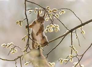 Images Dated 4th May 2021: Red Squirrel stand on willow flower branches Date: 03-05-2021