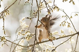 Images Dated 7th May 2021: Red Squirrel stand on willow flower branches Date: 06-05-2021