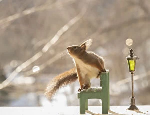 red squirrel is standing on a bench with lantern Date: 07-03-2021