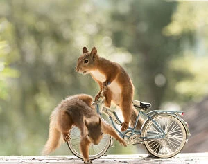 Red Squirrel standing on a bicycle, Date: 02-08-2021