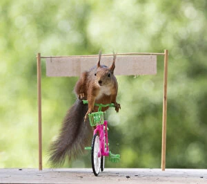 Images Dated 27th February 2021: Red squirrel standing on an bicycle with a sign Date: 11-06-2018