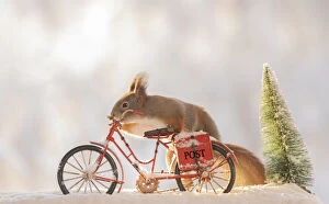 Sciuridae Collection: red squirrel standing with a bicycle with snow