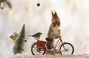 Sciurus Vulgaris Collection: red squirrel standing on an bicycle with snow and titmouse