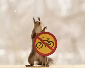 Images Dated 13th April 2021: Red Squirrel standing with a No bicycles or class II mopeds road sign