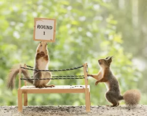 Red Squirrel standing in a boxing ring with first round sign Date: 09-07-2021