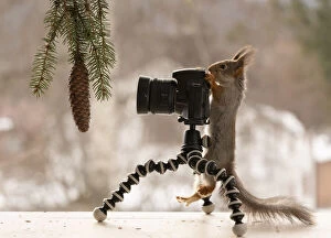 Pinecone Gallery: Red squirrel is standing behind a camera Date: 19-03-2021