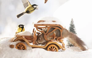 Images Dated 28th February 2021: Red Squirrel is standing in a car on snow with great tit Date: 31-01-2021