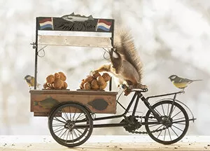 Titmouse Gallery: Red squirrel is standing on a cargo bike with walnuts and titmouse Date: 25-02-2021