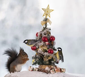 Titmouse Collection: red squirrel standing with a Christmas tree