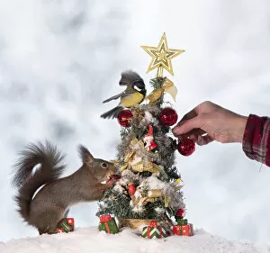Titmouse Gallery: red squirrel is standing with a Christmas tree with bird and a human hand Date: 08-01-2021