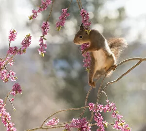 Images Dated 24th April 2021: Red Squirrel standing on Daphne mezereum flower branches Date: 23-04-2021