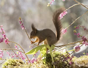 Images Dated 27th April 2021: Red Squirrel standing on Daphne mezereum flower branches Date: 26-04-2021