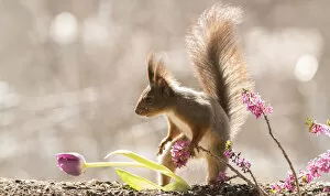 Images Dated 27th April 2021: Red Squirrel standing with Daphne mezereum flower branches and a tulip Date: 26-04-2021